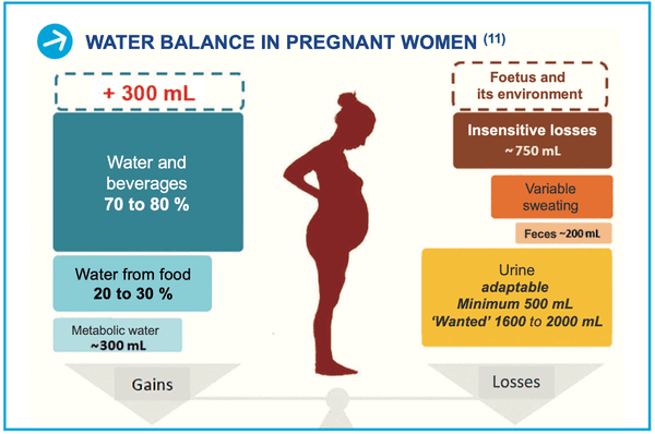 Hydration and pregnancy: what water for mom and baby?