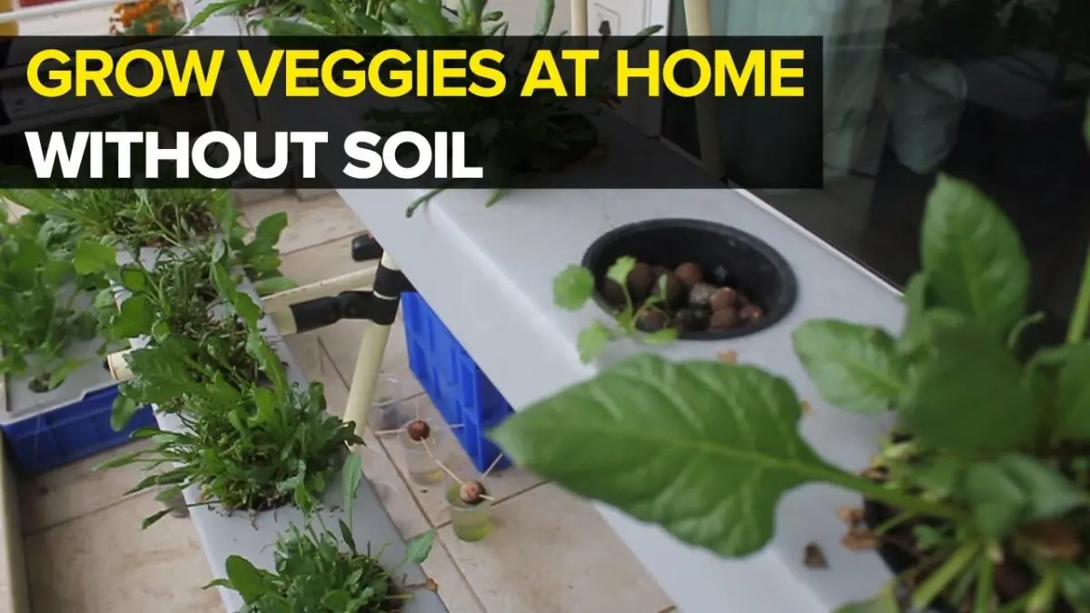 Hydroponics at home. Video