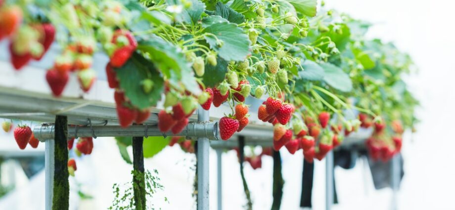 Hydroponics strawberry: do it yourself