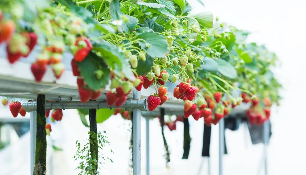 Hydroponics strawberry: do it yourself