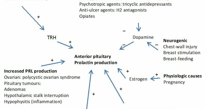Hiperprolaktinemi: prolaktin ve hamilelik arasındaki bağlantılar nelerdir?