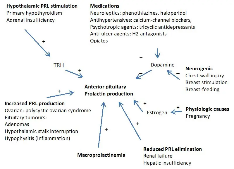 Hyperprolactinemia: what links between prolactin and pregnancy?