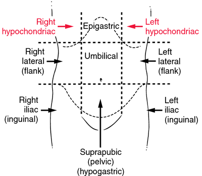 Hypochondrium (left, right): definition, anatomy, pain