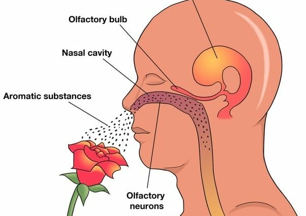 Hyposmia: all you need to know about decreased smell