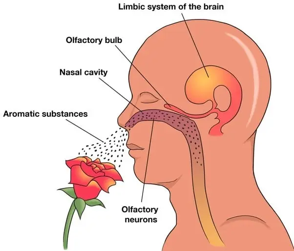 Hyposmia: all you need to know about decreased smell