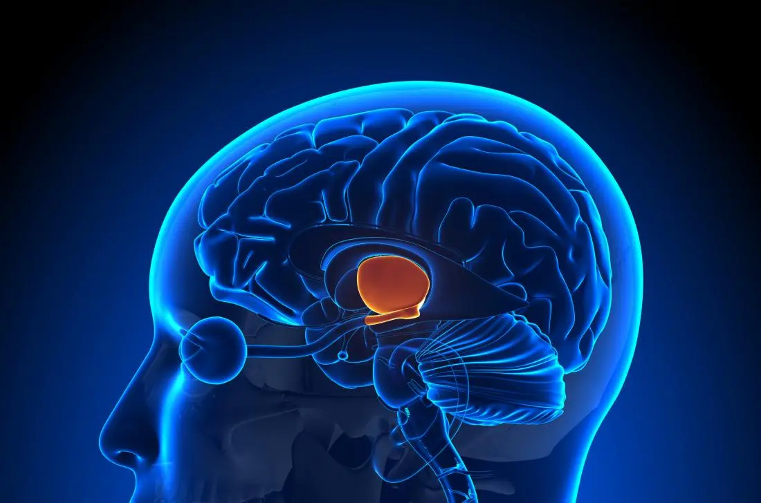 hypothalamus