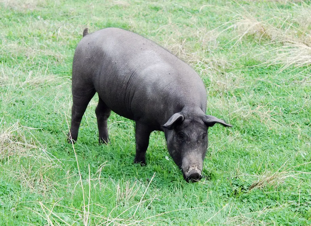 Iberian Pig Week and its products