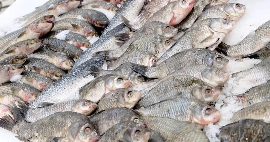 Ice fish: how to prepare meals? Video