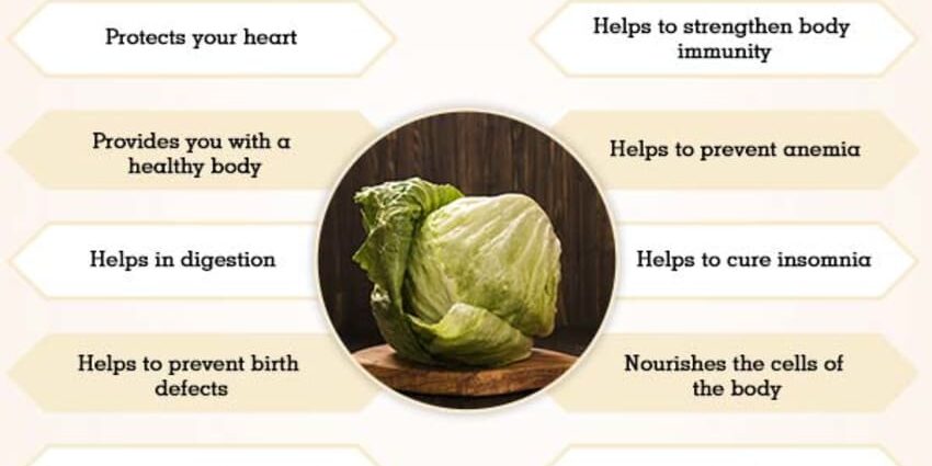 Iceberg lettuce: features of growing and care