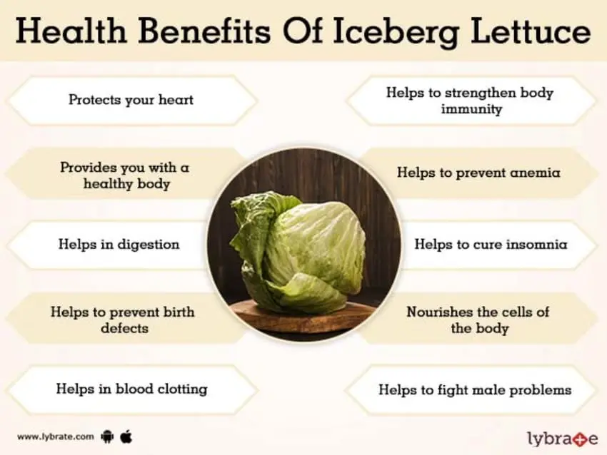 Iceberg lettuce: features of growing and care