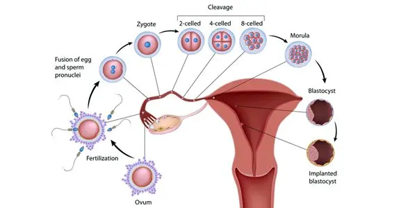 ICSI: how ICSI fertilization takes place