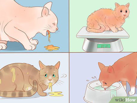 If a cat is sick, how to understand that a cat is sick