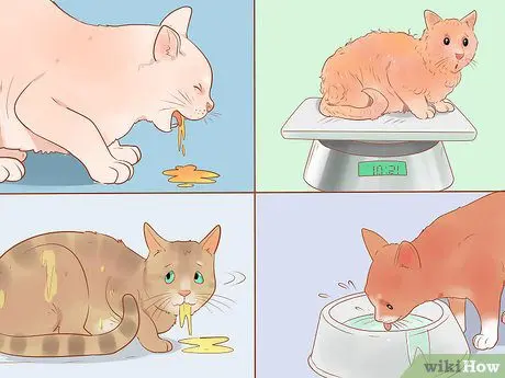 If a cat is sick, how to understand that a cat is sick