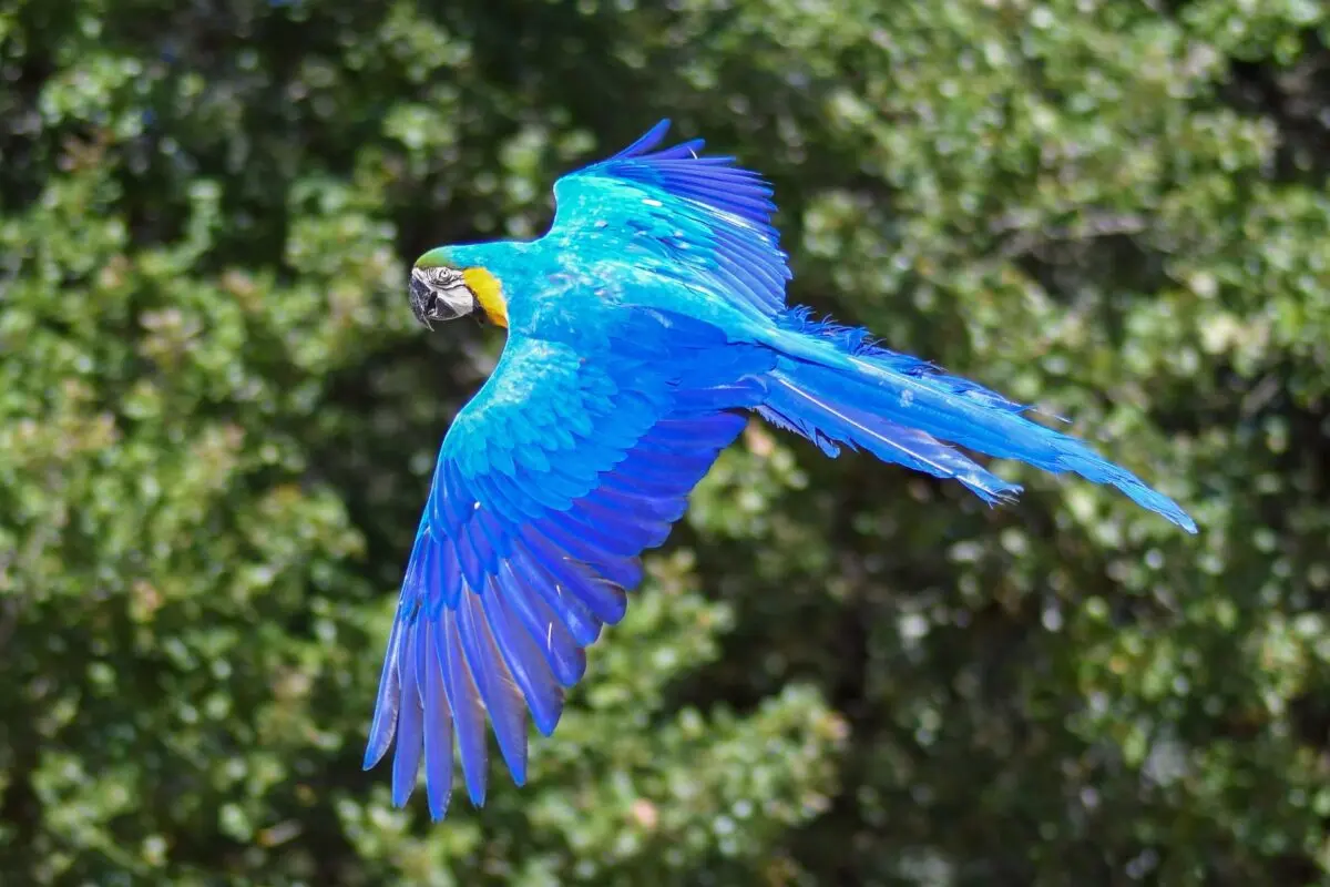 If the parrot flew away: what actions should be taken