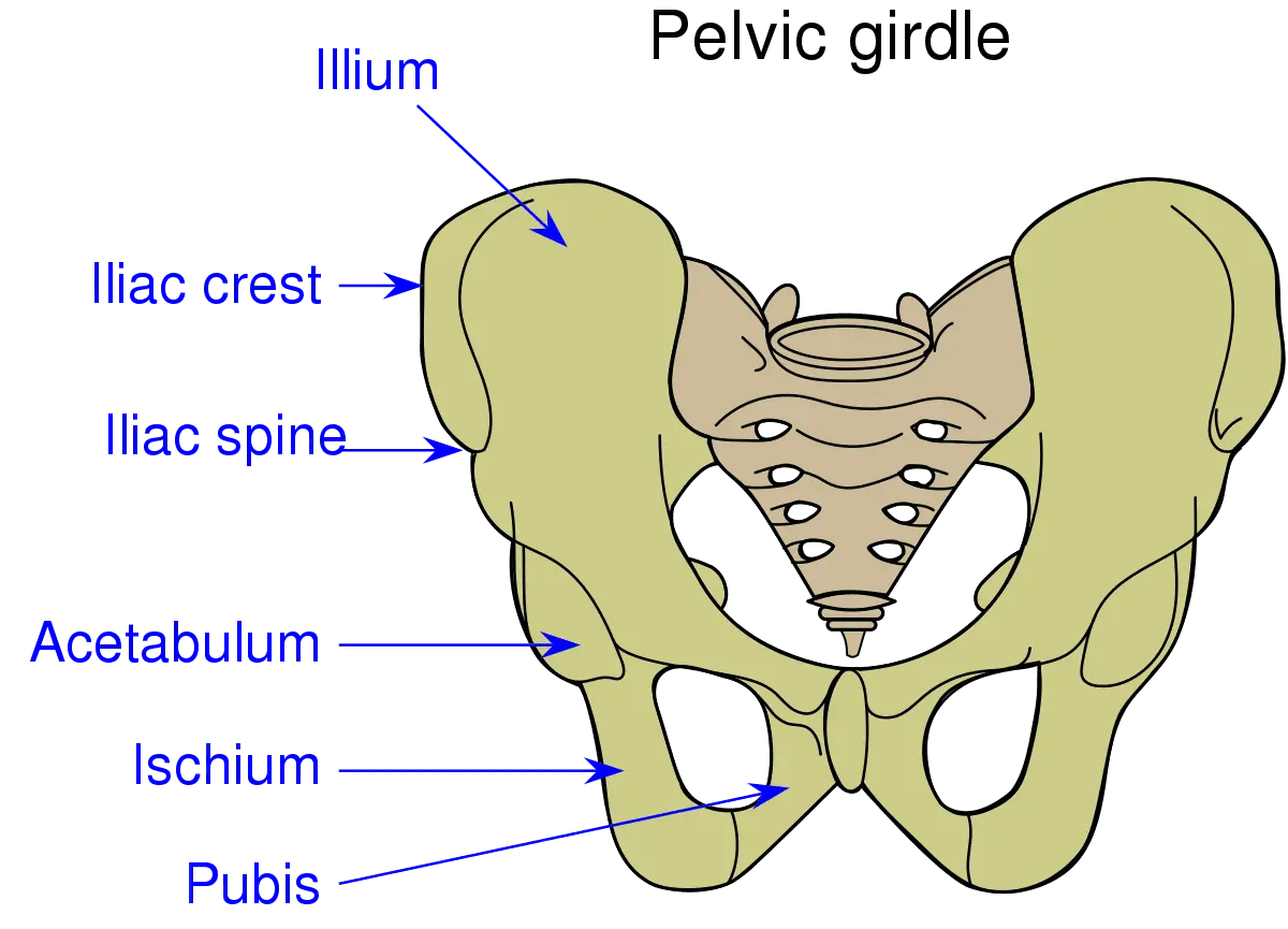 Pubis