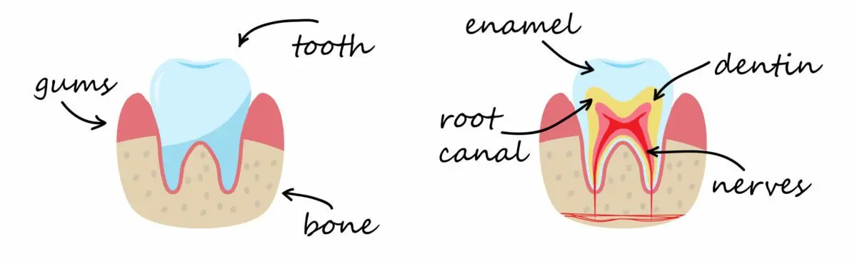 Increased tooth sensitivity