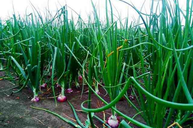 Indian onion: growing