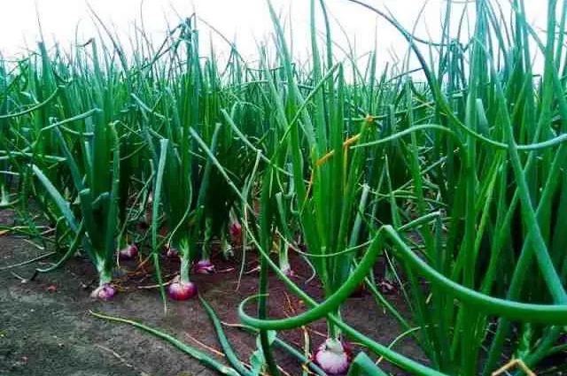 Indian onion: growing