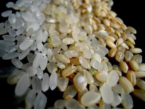 Indian sea rice: properties, recipe. Video