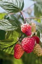 Indian summer raspberry: variety