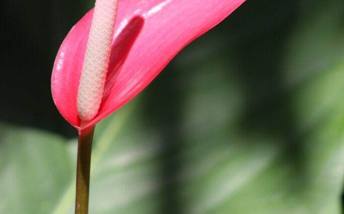 Indoor calla flowers of red color