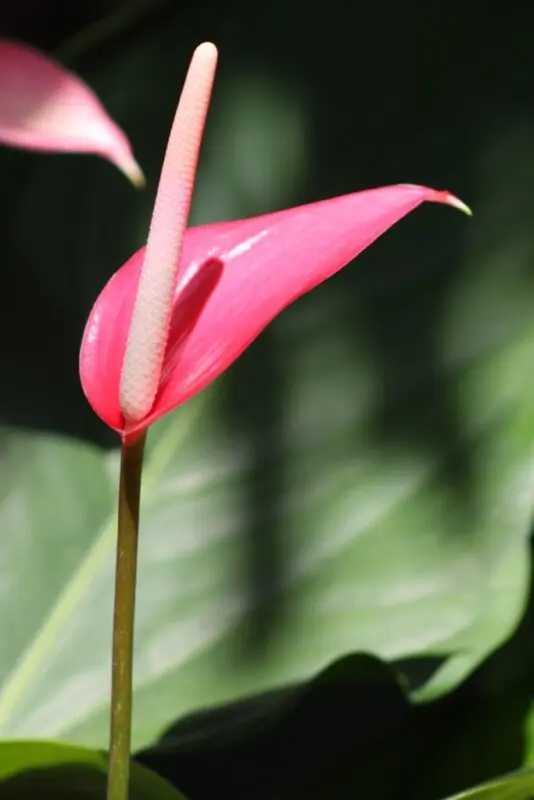 Indoor calla flowers of red color