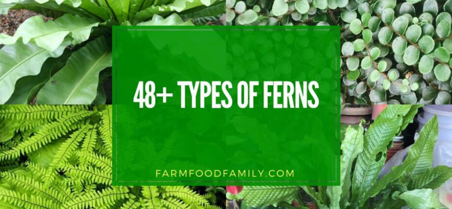 Indoor fern: types and names