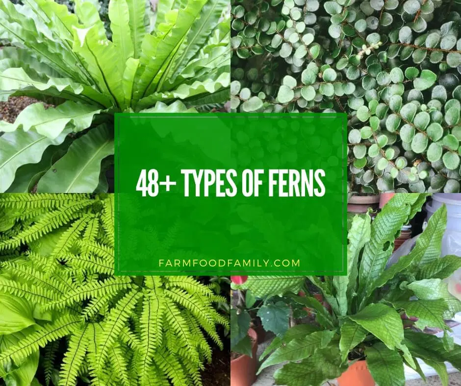 Indoor fern: types and names