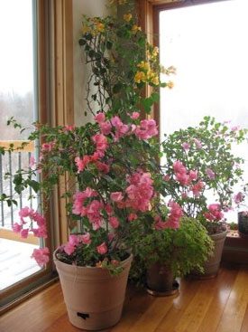 Indoor flower bougainvillea: home care