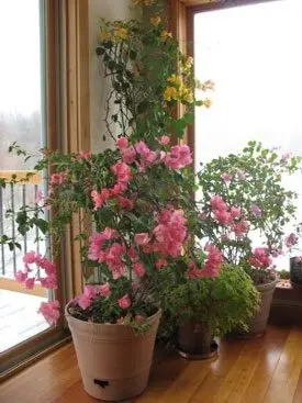 Indoor flower bougainvillea: home care