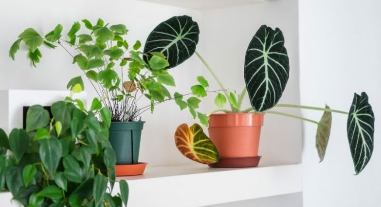 Indoor flowers have leaves falling: 7 ways to save a plant