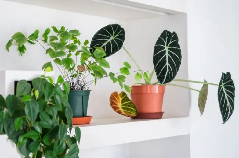 Indoor flowers have leaves falling: 7 ways to save a plant