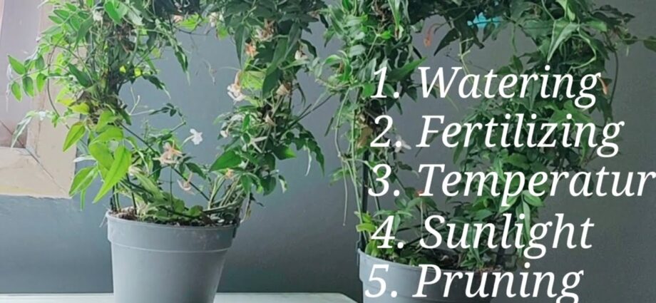 Indoor jasmine: growing and care. Video