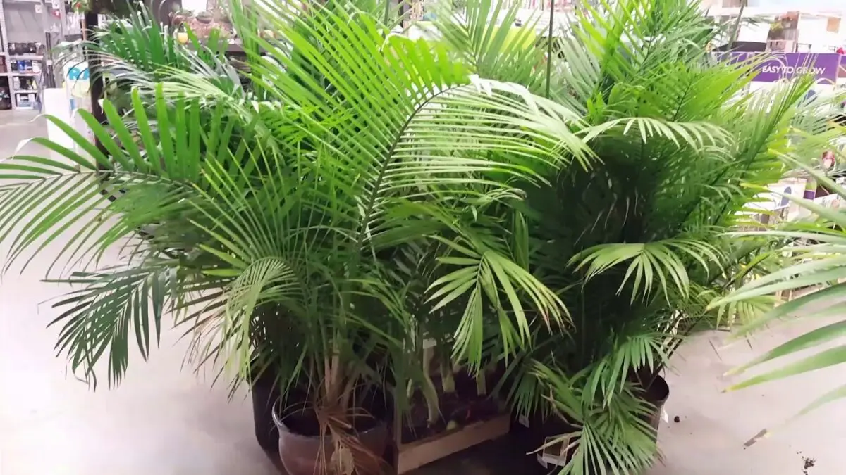 Indoor palm: tropical trees at home. Video