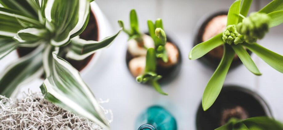 Indoor Plants: Benefits For Your Home. Video