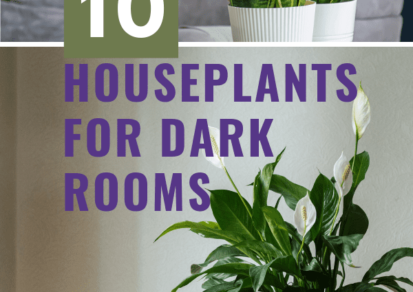 Indoor plants for dark rooms