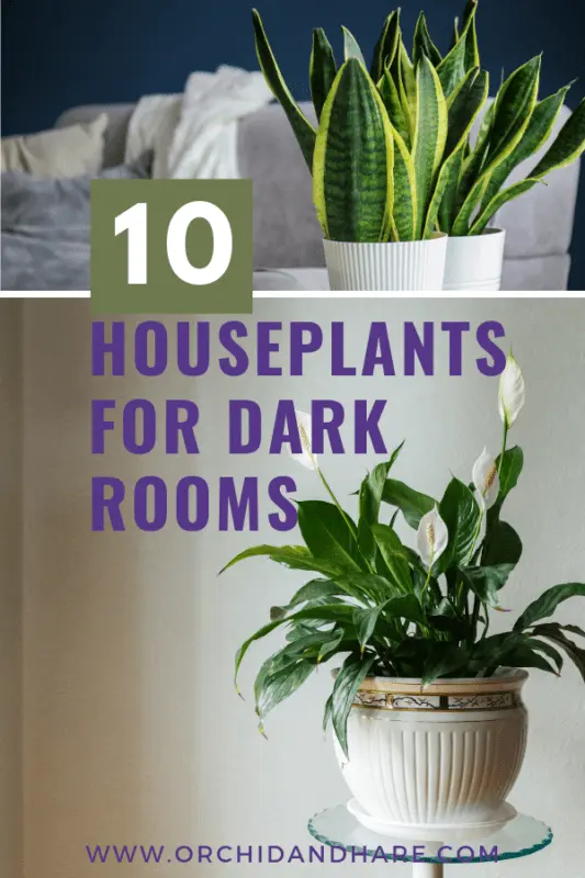 Indoor plants for dark rooms