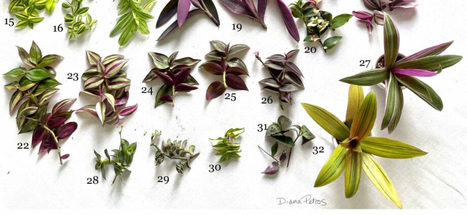 Indoor Tradescantia: reproduction and species