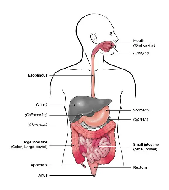 Inflammation of the intestines, how to define and explain them?