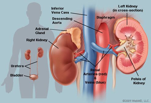 Inflammation of the kidneys during pregnancy: impaired renal function, pain