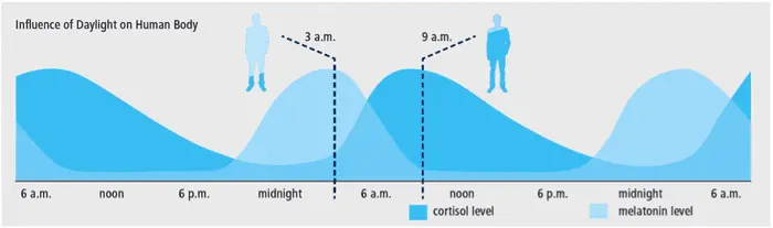 Influence of biorhythms on human performance