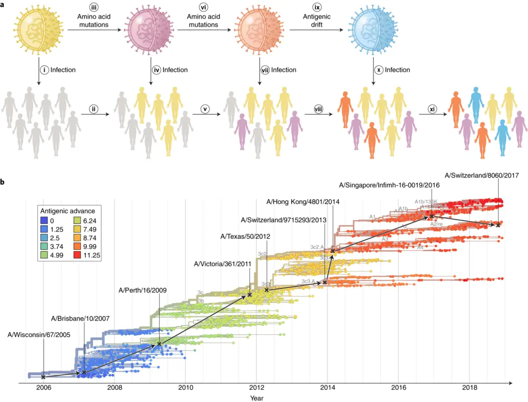 Influenza A1 / H1N1 vaccine created