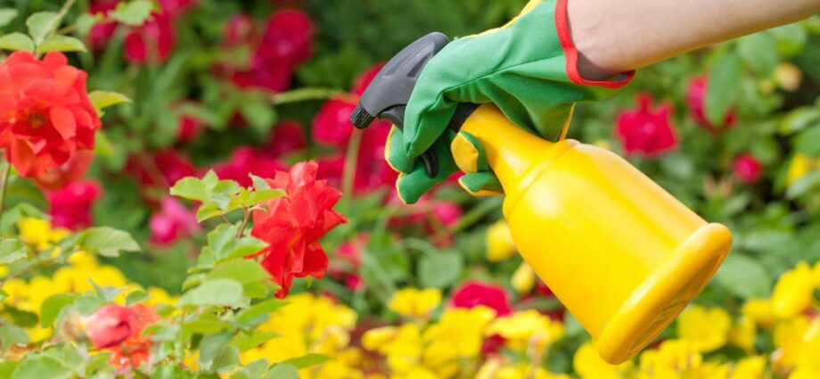 Insecticide: application for the garden