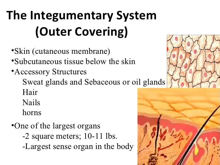 Integument: function of the covering tissue of the body