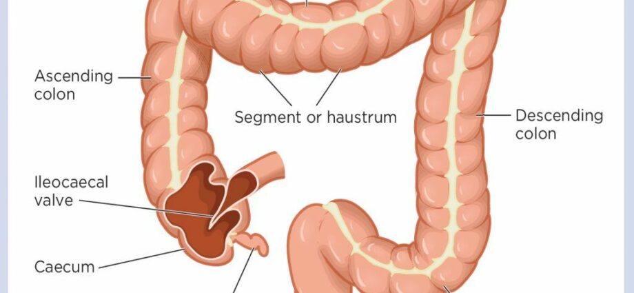 Internal routine: how to teach the intestines to work properly?