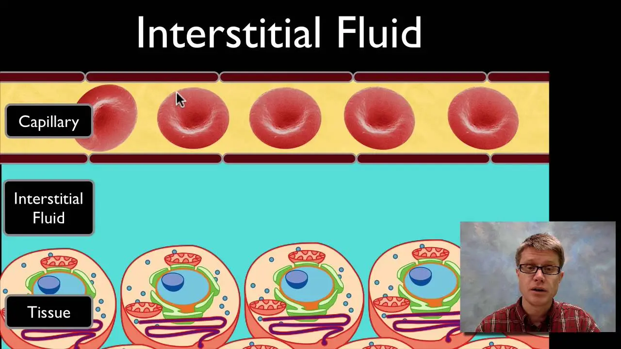 Interstitial fluid: definition, role and difference with lymph?