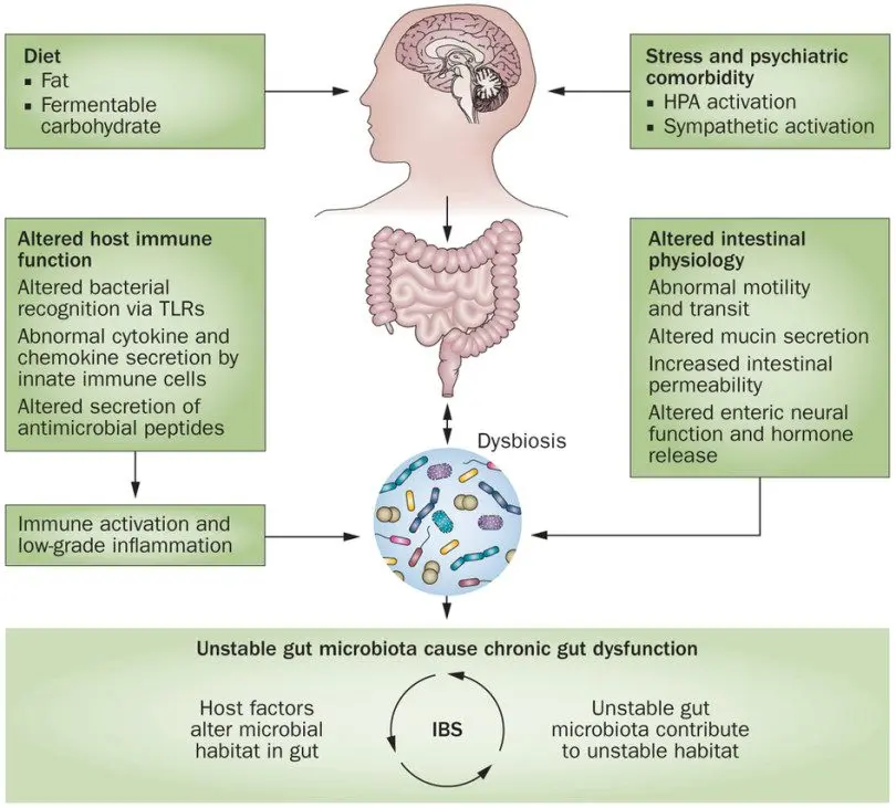 Intestinal dysbiosis: symptoms and treatment in adults