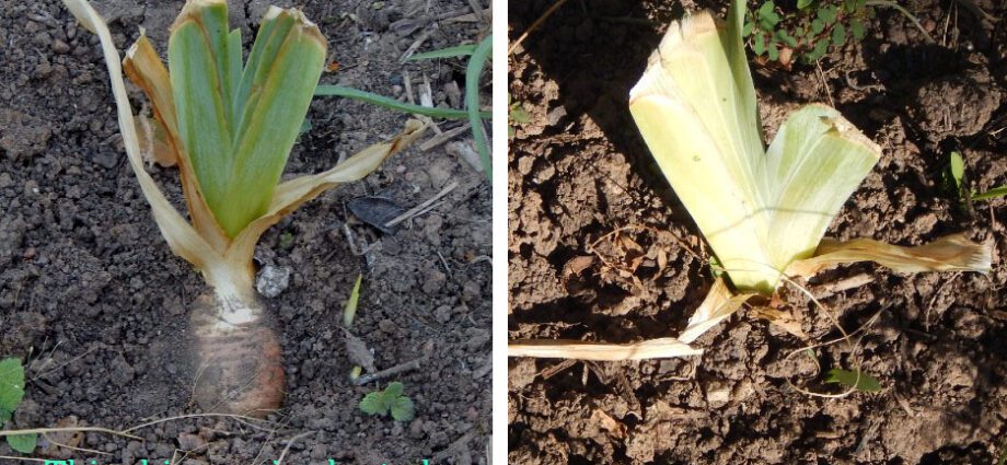 Iris bulbs: planting an iris bulb