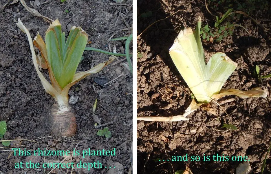 Iris bulbs: planting an iris bulb