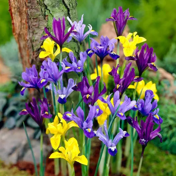 Iris dwarf: varieties